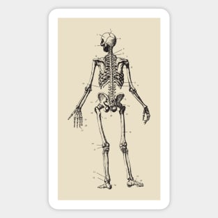 skeleton anatomy Sticker